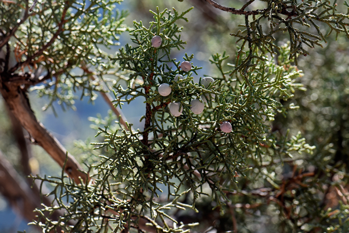 Utah Juniper has pollen and seed cones on the same plants (monecious). The leaves tiny and scale-like and vary in color from green to light yellow. Juniperus osteosperma 